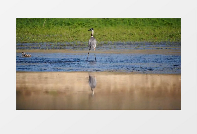 高清实拍白鹭在浅浅的河水里闲庭信步实拍视频素材