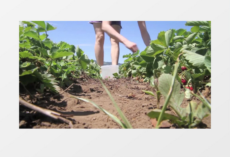 高清实拍女人采摘美味的草莓实拍视频素材