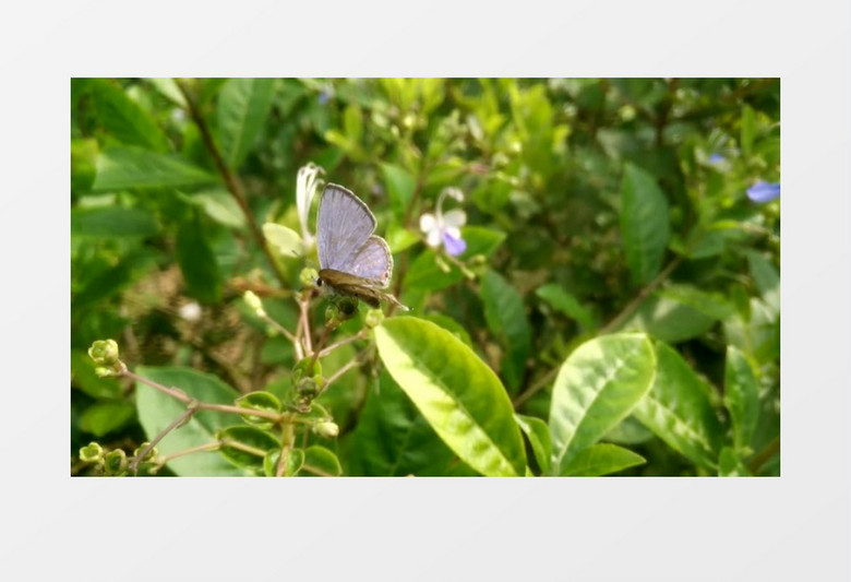 高清实拍小蝴蝶在绿绿的叶子上短暂停留后飞走的瞬间视频视频素材