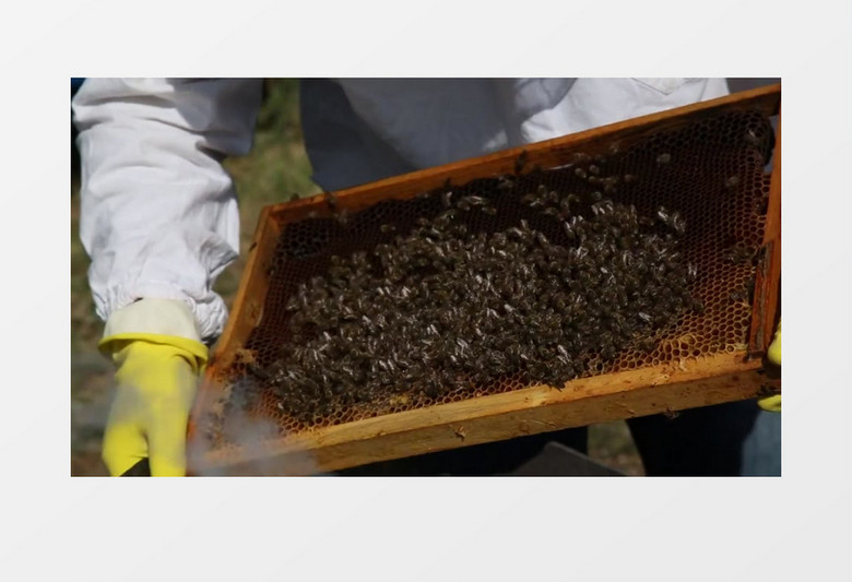 高清实拍养蜂人采蜜过程实拍视频素材