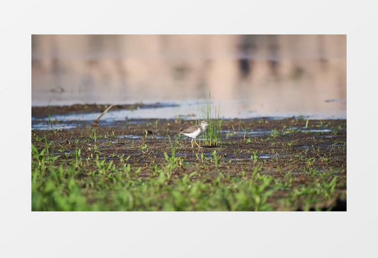 高清实拍在郊外河边一只美丽的小鸟在悠闲觅食实拍视频素材