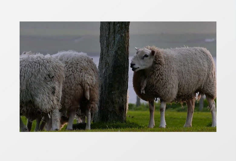 绿色草地牧场放羊近景实拍视频素材