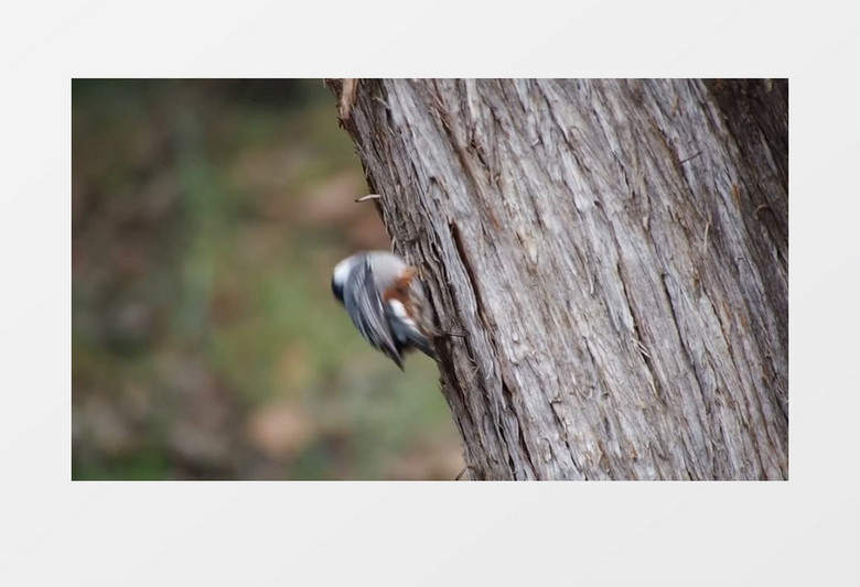 高清实拍啄木鸟啄树捕虫实拍视频素材