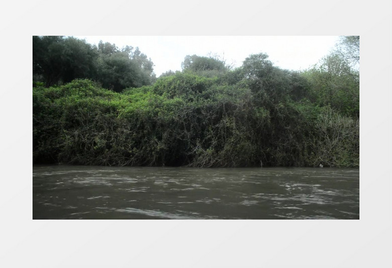 绿色植物河水波动实拍视频素材