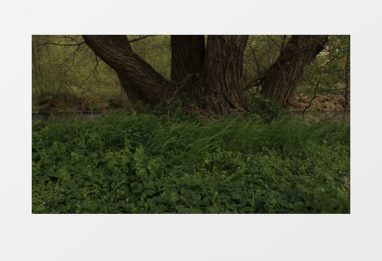 绿色草地河边大树刮风实拍视频素材