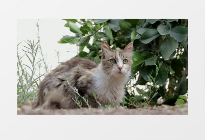 可爱流浪猫寻食公园实拍视频素材