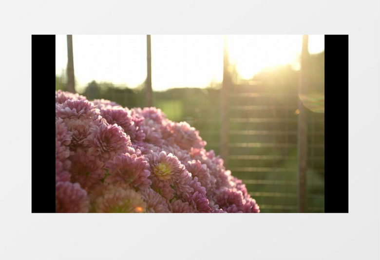温暖阳光美丽花朵实近景拍视频素材