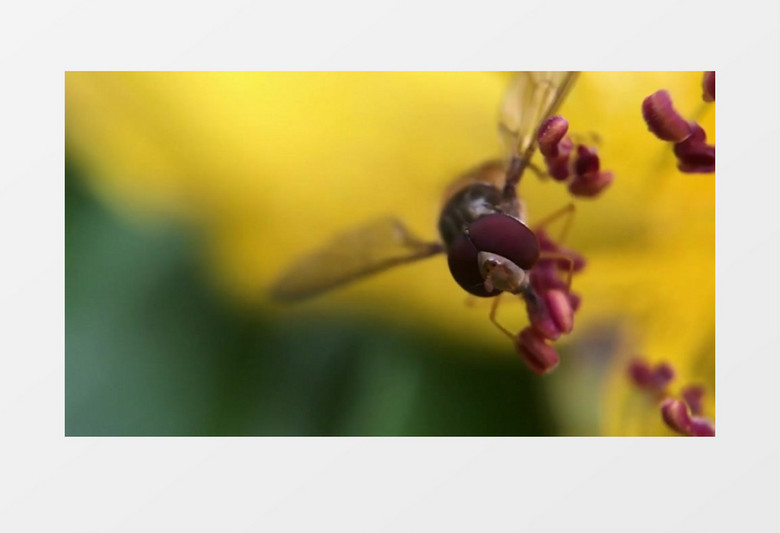 蜜蜂采集花粉实拍视频素材
