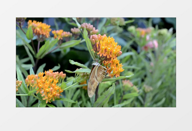 停靠在花朵中的蝴蝶实拍视频素材