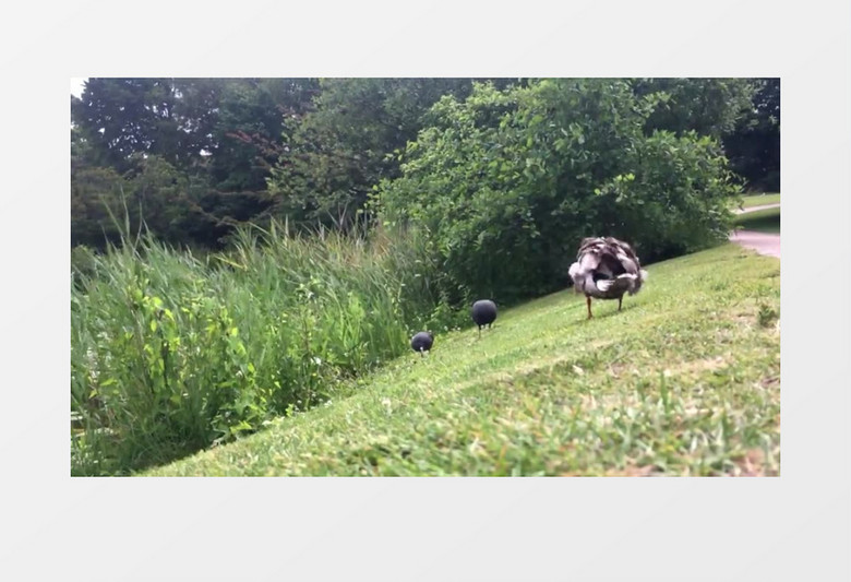 草地上舒展翅膀的鸭子实拍视频素材