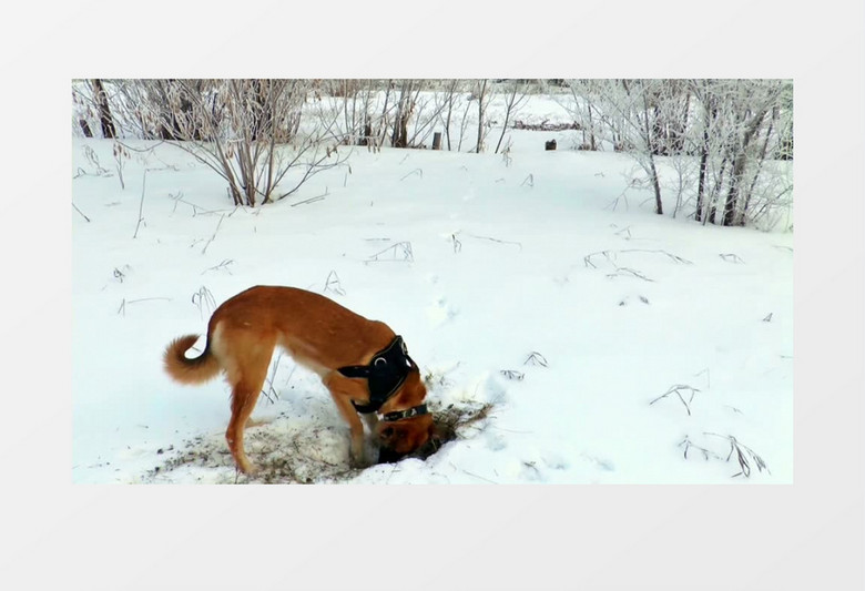 雪地里挖洞的狗狗实拍视频素材