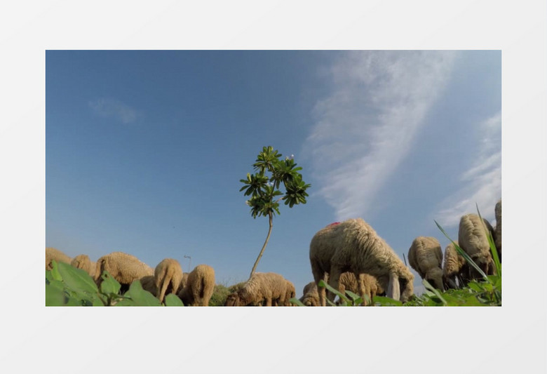 农场群羊吃草实拍视频素材