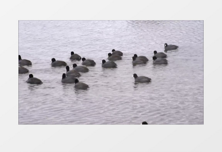 野外湖面游泳的鸭子模糊实拍视频素材