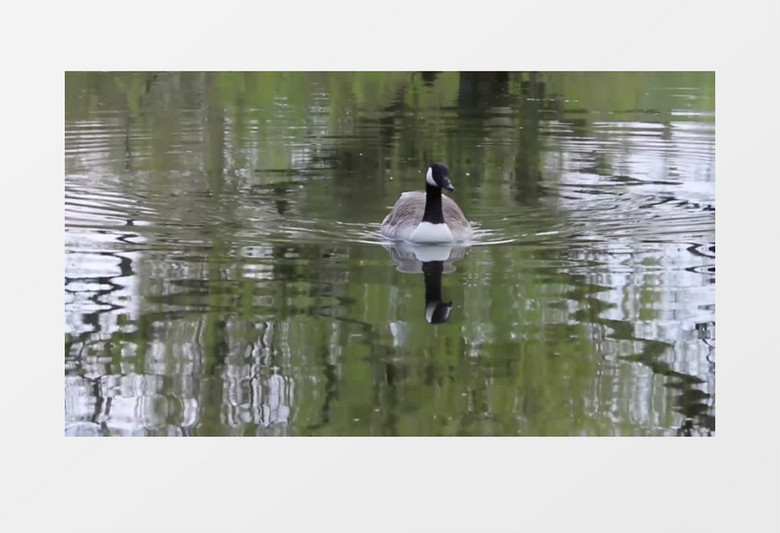 池塘水鸟实拍视频素材