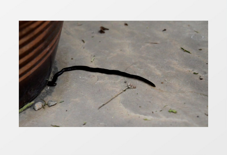 近距离拍摄白天地面爬行无脊椎动物蠕虫实拍视频素材