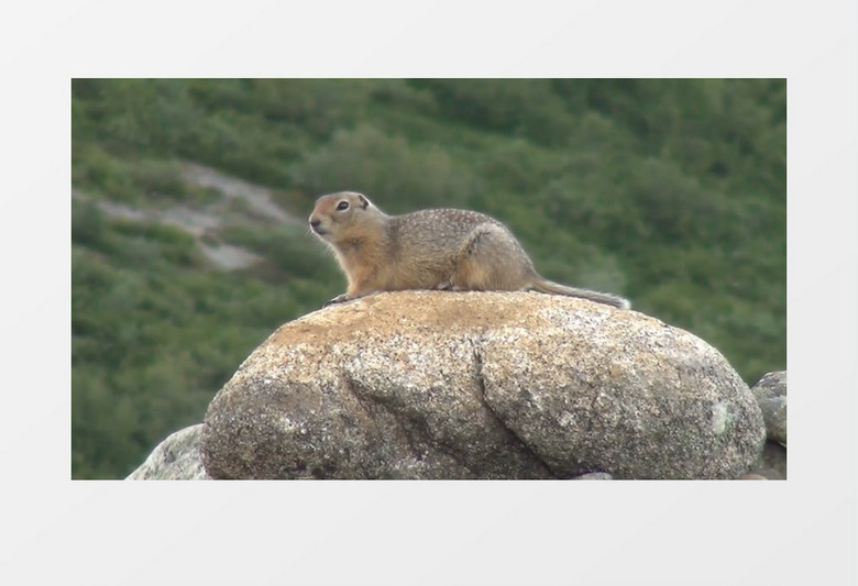近距离拍摄白天阿拉斯加州动物地鼠在岩石上实拍视频素材