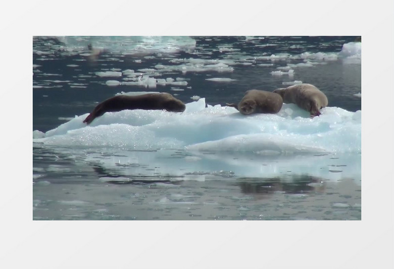 高清拍摄阿拉斯加州白天海狮躺在浮冰上实拍视频素材