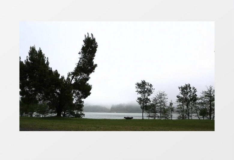 白天户外公园湖边草地大树微风吹过实拍视频素材