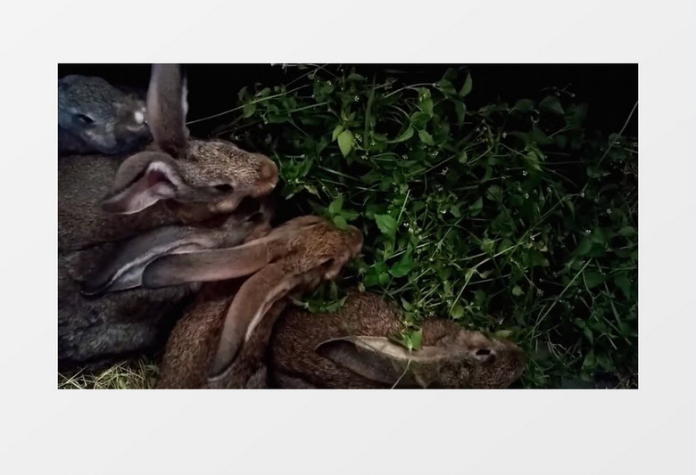 近距离拍摄多只兔子吃草吃食实拍视频素材