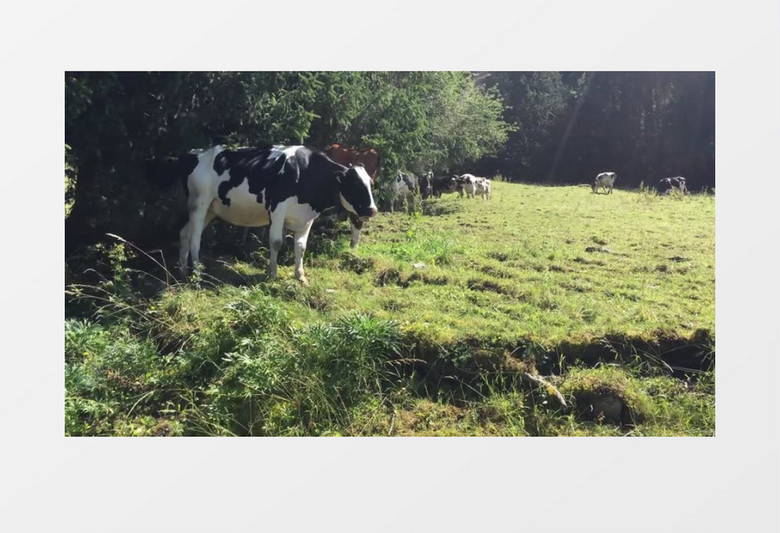 瑞士农场母牛吃草实拍视频素材