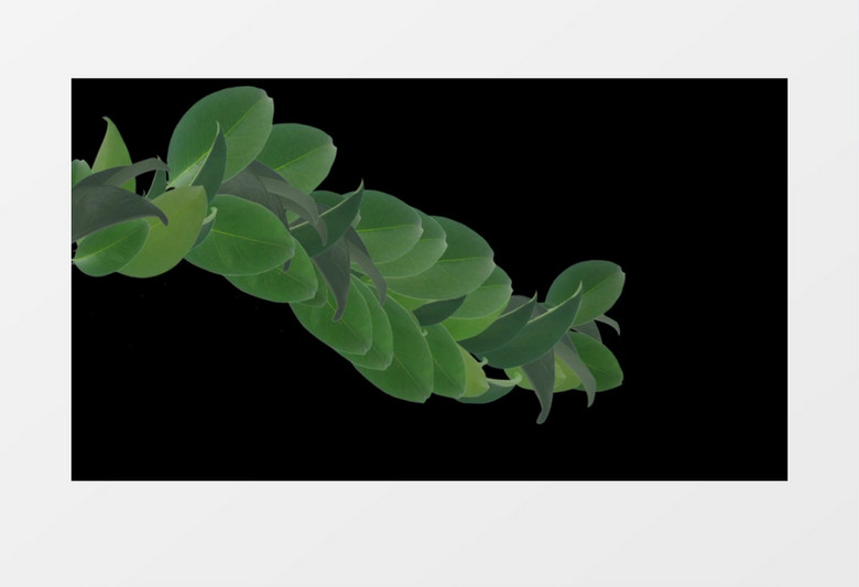 叶子叶果以经济增长的变现形式增长实拍视频