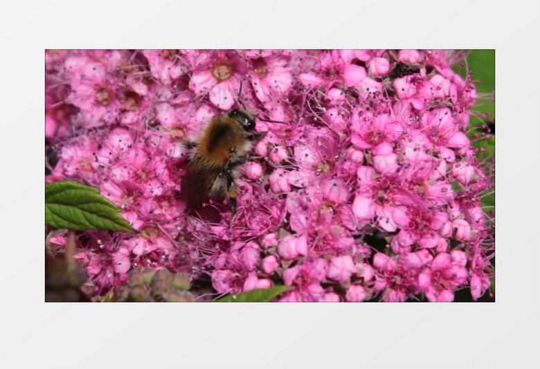 紫色花瓣上勤劳的蜜蜂在孜孜不倦的采蜜实拍视频