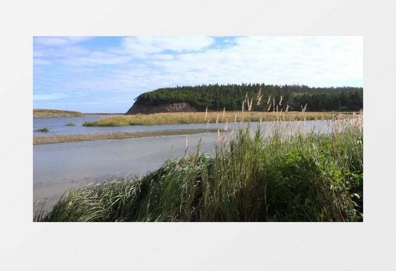 俄罗斯户外景观水草河流实拍视频