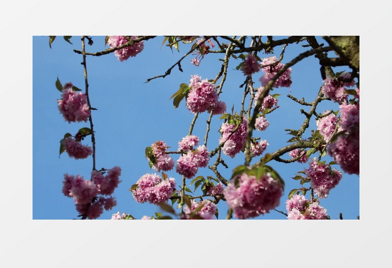 蓝色天空粉红色樱花随风摇曳实拍视频