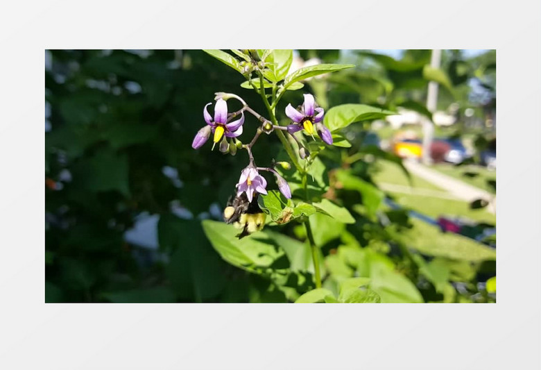 近距离高清拍摄夏季昆虫大黄蜂鲜花丛中飞行实拍视频素材