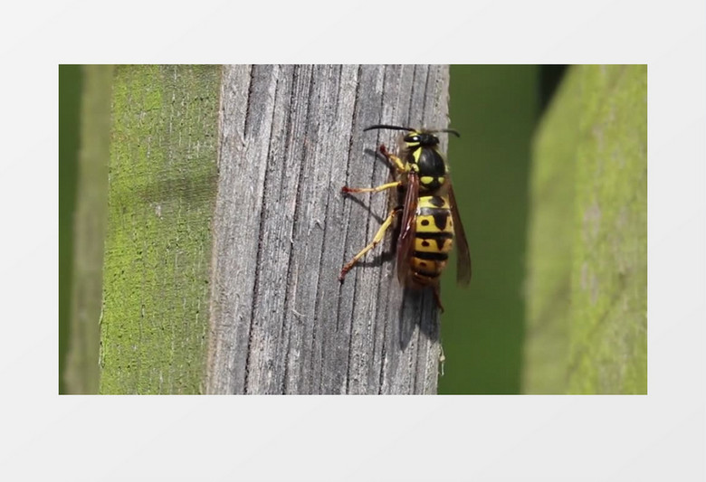 黄色小蜜蜂在树上爬行实拍视频