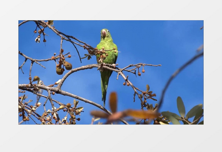 自然界里绿色长尾鹦鹉迎风站立实拍视频