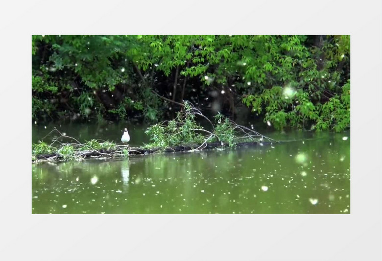 近距离高清拍摄夏季河流边野生动物鸟类海鸥飞起实拍视频素材
