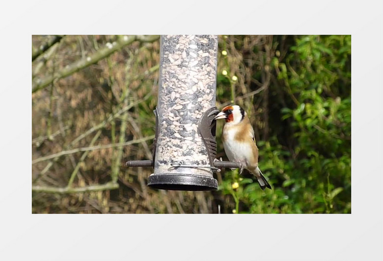 可爱呆萌的鸟自由嘻嘻玩耍实拍视频