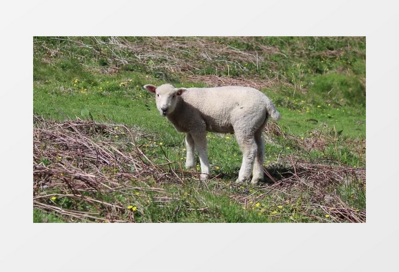 野地小羊吃草实拍视频素材