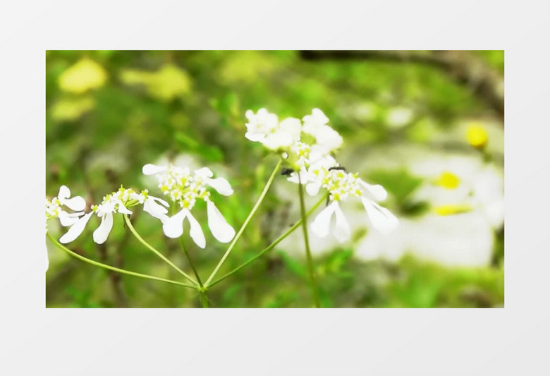 野外白色清新花卉实拍视频素材