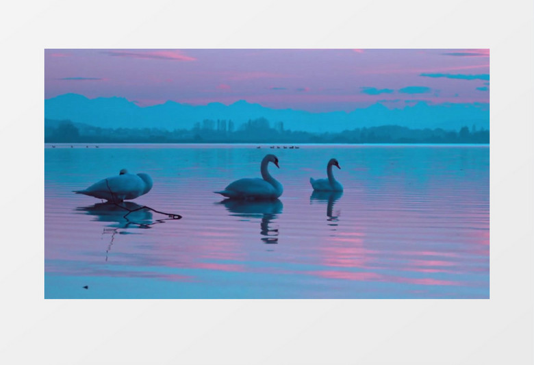 户外野生动物鸟实拍视频素材