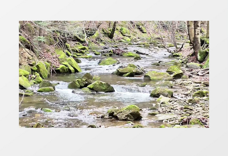 森林河流石头实拍视频素材