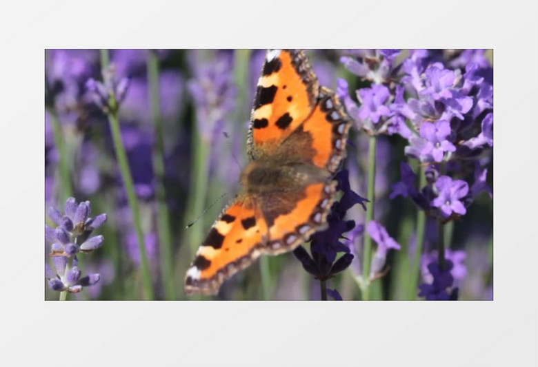 白天高清近距离拍摄盛开紫色薰衣草上蝴蝶飞飞实拍视频素材