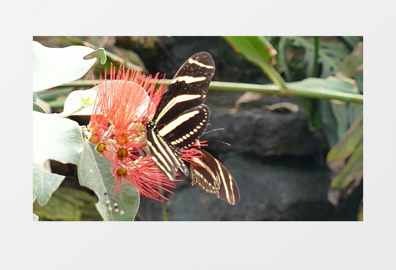 近距离拍摄可爱蝴蝶在红色花朵上吸食实拍视频素材