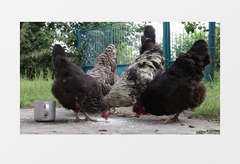 高清拍摄白天户外农场公鸡母鸡啄食实拍视频素材