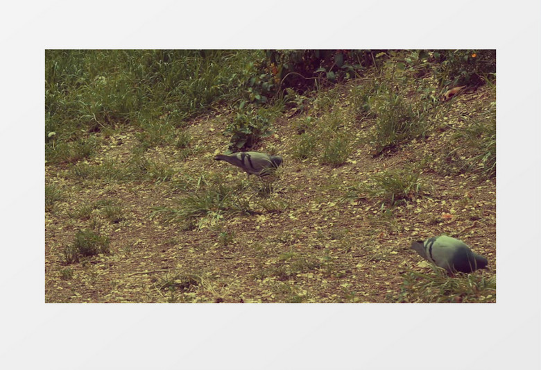 马德里公园狩猎区鸽子各自觅食实拍视频
