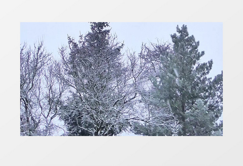 弗罗斯特寒冬里森林里大雪纷飞场景高清实拍视频