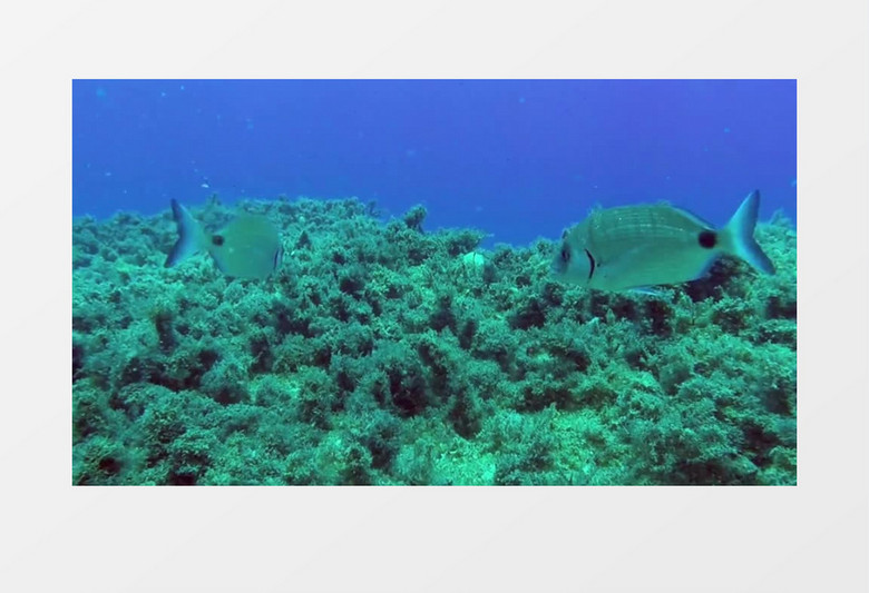 高清近距离拍摄海底世界海洋珊瑚鱼类游泳实拍视频素材