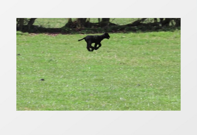 自然界原野动物黑羊奔跑实拍视频