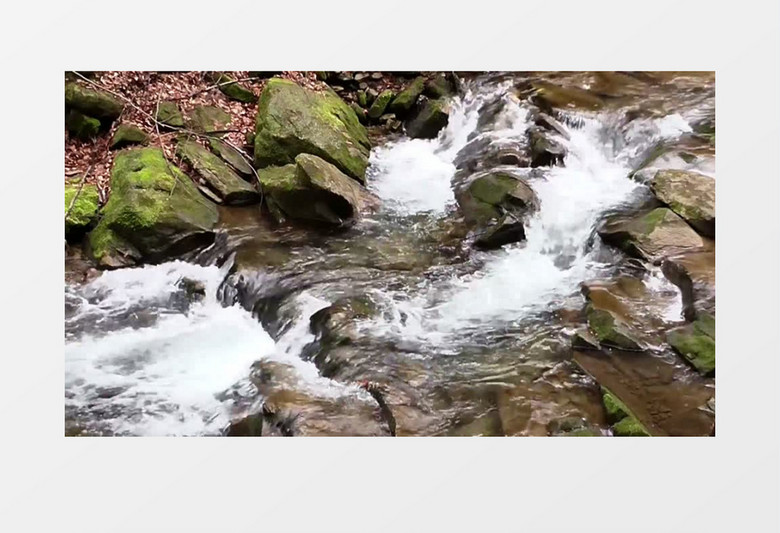 森林溪流流动的水实拍视频素材