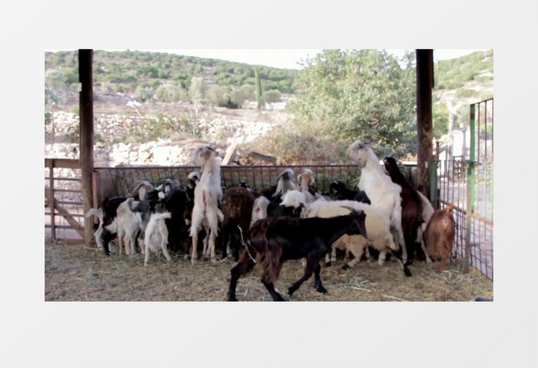 农场动物山羊实拍视频素材