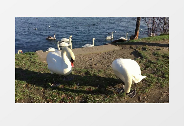 家禽动物天鹅在湖边玩耍实拍视频+