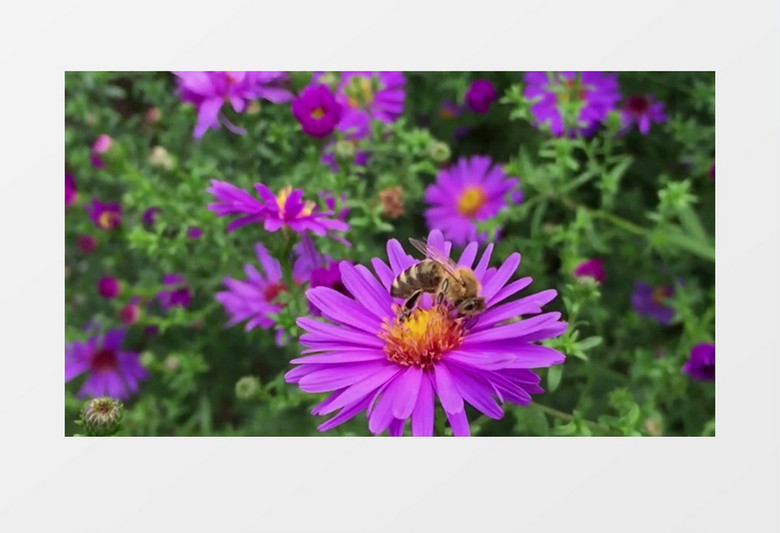 蜜蜂在紫色的花种采集花粉实拍视频