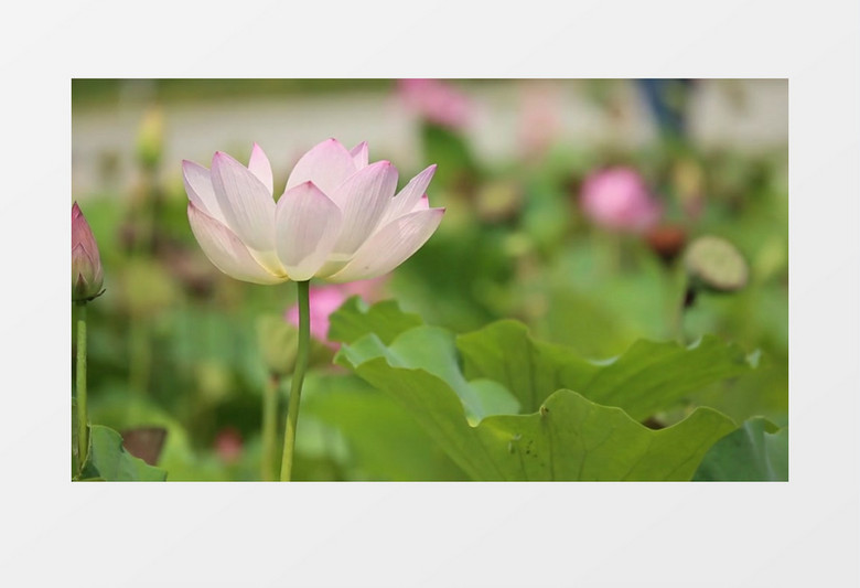 夏季荷花在风中摇曳实拍视频