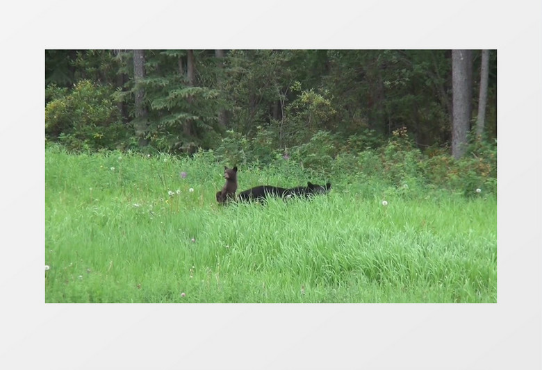 树林里活动中的黑熊实拍视频素材